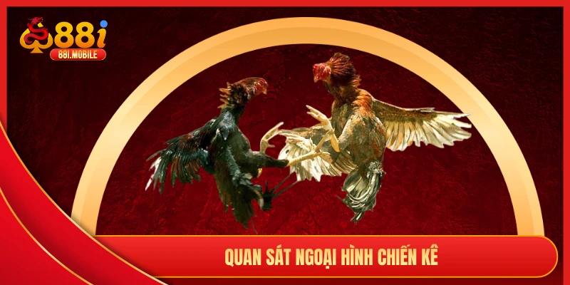 Quan sát ngoại hình chiến kê 